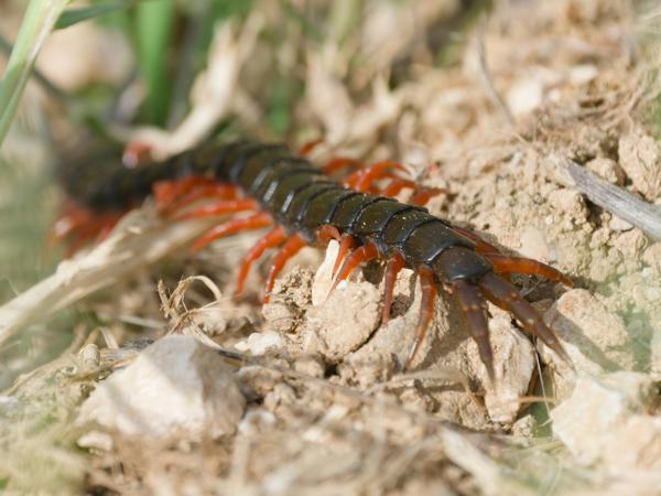 Scolopender (Scolopendra cingulata)